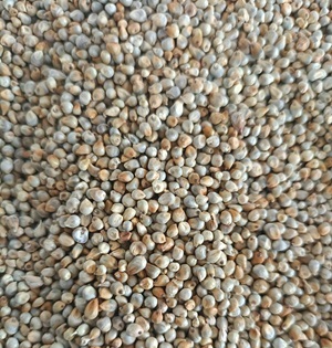 Grains & Millets