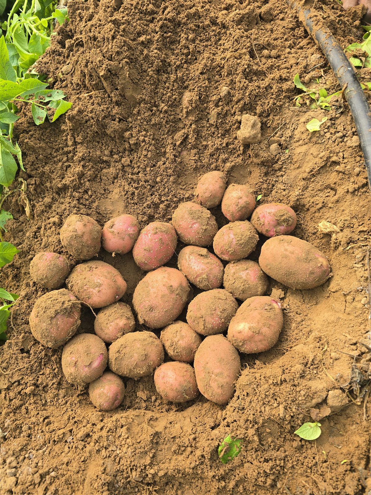 Fresh potatoes harvested at origin