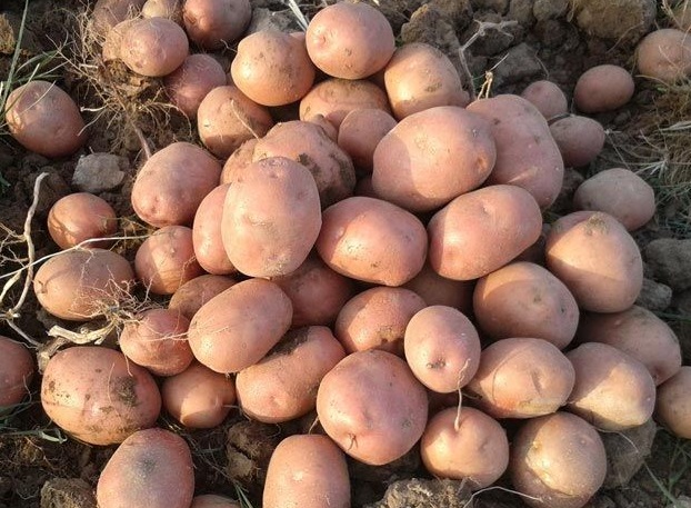 Potatoes