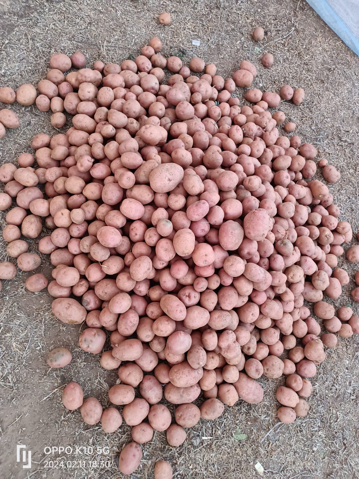 Lady Rosetta Potato Supplier for International Buyers