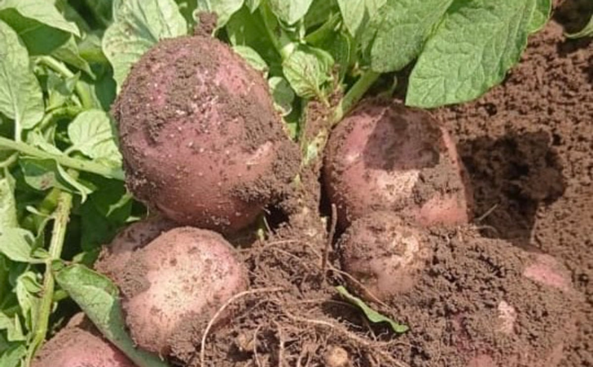 Lady Rosetta Potato Wholesale Supplier from Gujarat, India