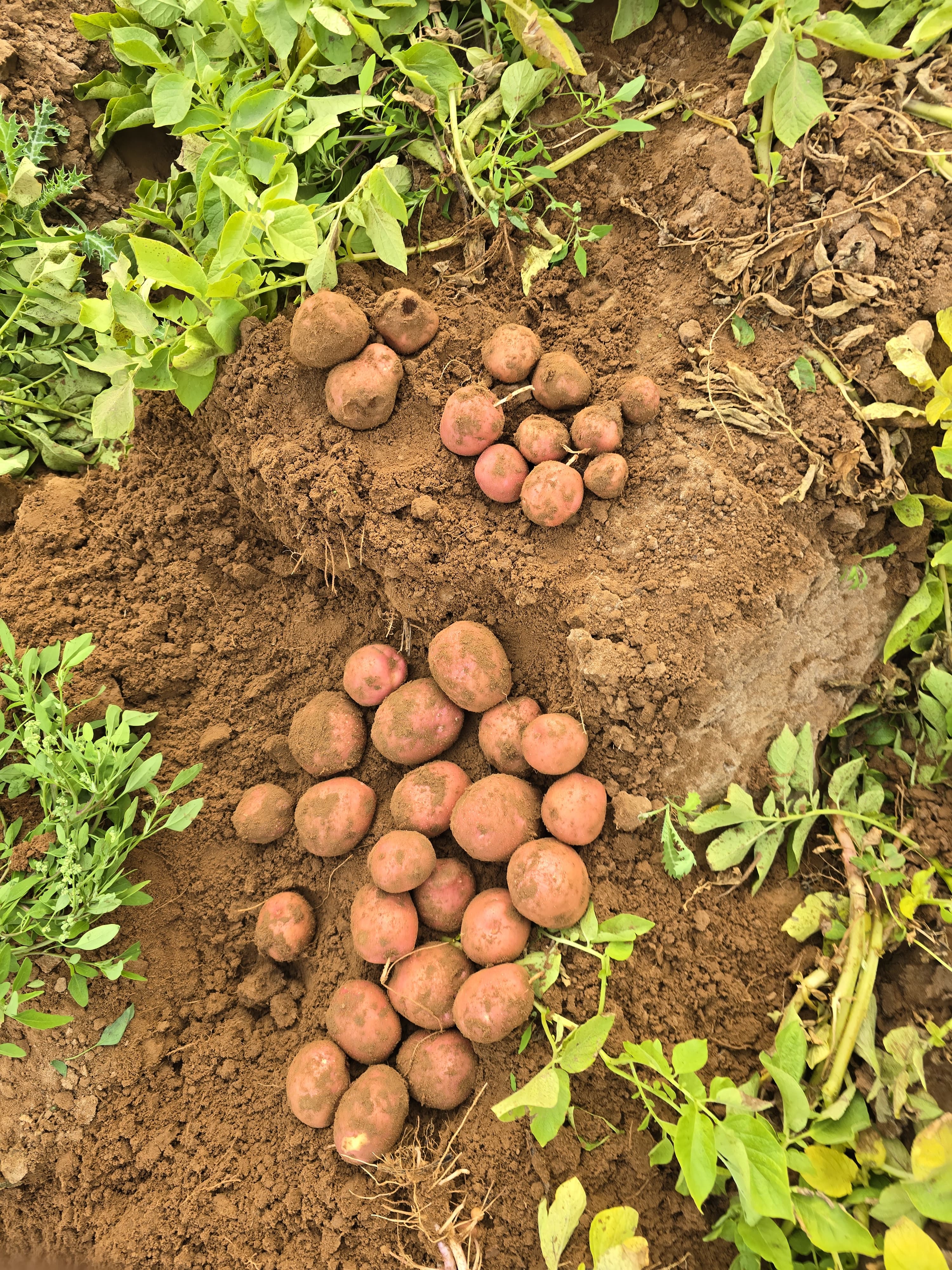 Choosing the Right Processing Potato
