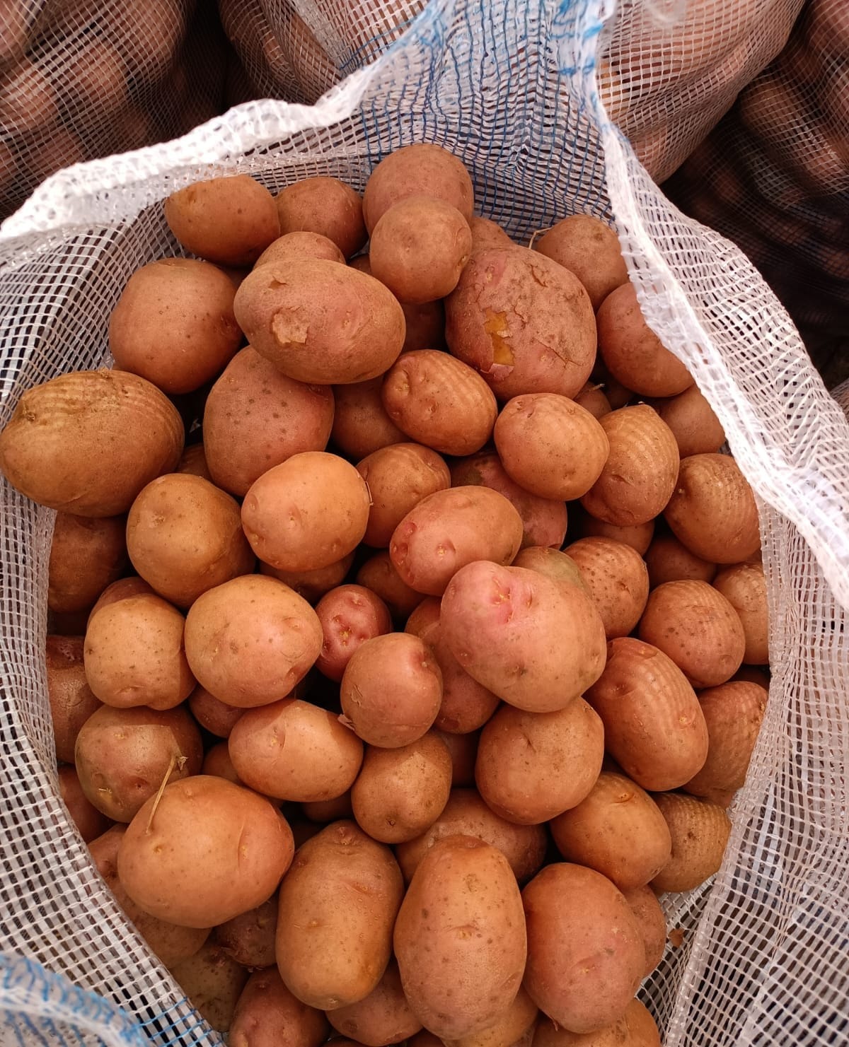 Lady Rosetta vs Other Processing Potatoes | India Guide